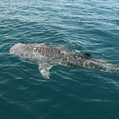 whale-shark-in-the-bay-of-la-paz-2